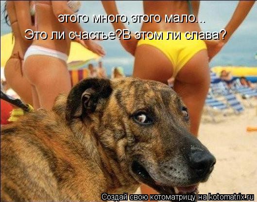 Котоматрица: этого много,этого мало... Это ли счастье?В этом ли слава?