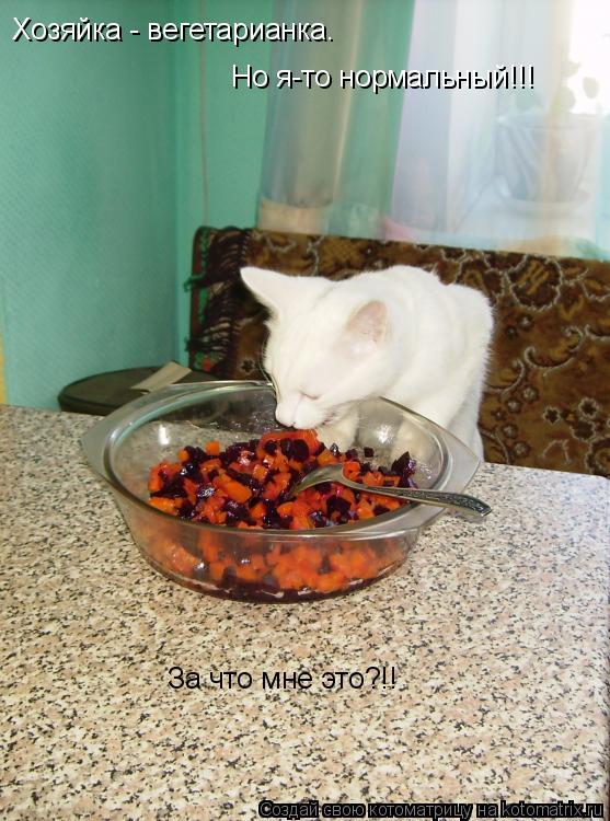 Хозяйка - вегетарианка. Но я-то нормальный!!! За что мне это?!!... Котоматрица: Хозяйка - вегетарианка. Но я-то нормальный!!! За что мне это?!!