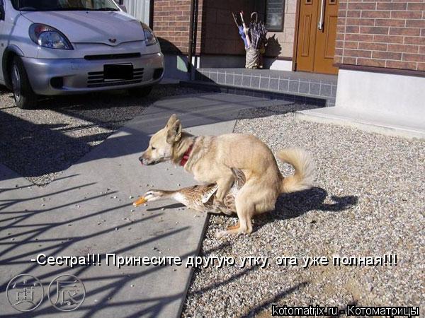 -Сестра!!! Принесите другую утку, эта уже полная!!!... Котоматрица: -Сестра!!! Принесите другую утку, эта уже полная!!!