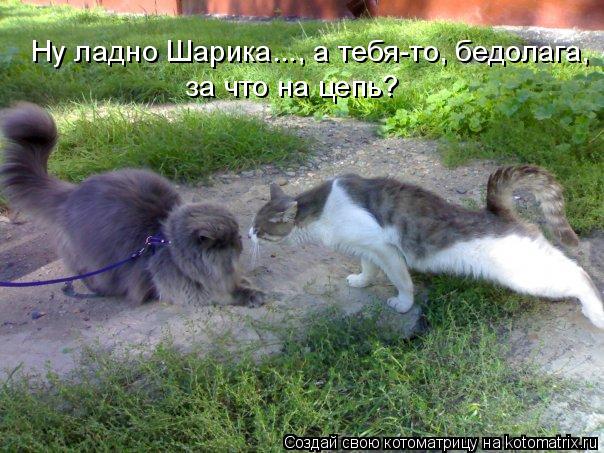 Котоматрица: Ну ладно Шарика..., а тебя-то, бедолага, за что на цепь?