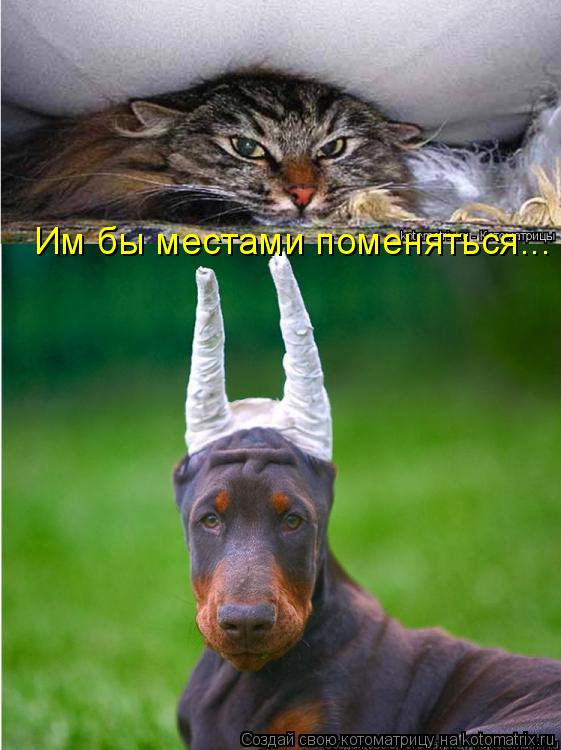 Им бы местами поменяться...... Котоматрица: Им бы местами поменяться...