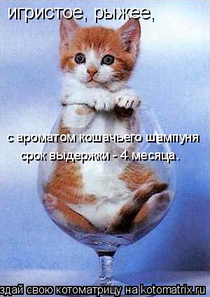 игристое, рыжее, с ароматом кошачьего шампуня срок выдержки - 4 месяца.... Котоматрица: игристое, рыжее, с ароматом кошачьего шампуня срок выдержки - 4 месяца.