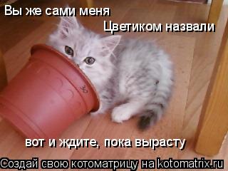 Вы же сами меня Цветиком назвали вот и ждите, пока вырасту... Котоматрица: Вы же сами меня Цветиком назвали вот и ждите, пока вырасту
