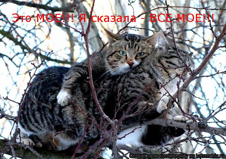 Это МОЕ!!! Я сказала - ВСЕ МОЕ!!!... Котоматрица: Это МОЕ!!! Я сказала - ВСЕ МОЕ!!!
