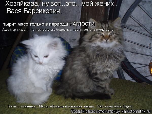 Хозяйкааа, ну вот...это...мой жених.. Вася Барсикович... тырит мясо только в периоды НАГЛОСТИ А докт... Котоматрица: Хозяйкааа, ну вот...это...мой жених.. Вася Барсикович... тырит мясо только в периоды НАГЛОСТИ А доктор сказал, что наглость его болезнь и насту