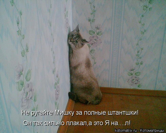 Не ругайте Мишку за полные штантшки! Он так сильно плакал,а это Я на....л!... Котоматрица: Не ругайте Мишку за полные штантшки! Он так сильно плакал,а это Я на....л!