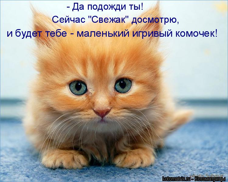 Котоматрица: - Да подожди ты!  Сейчас "Свежак" досмотрю, и будет тебе - маленький игривый комочек!