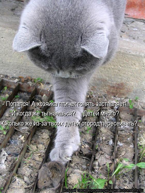 - Попался! А хозяйка птичек гонять заставляет! И когда же ты наешься? Детей много? Сколько же из-... Котоматрица: - Попался! А хозяйка птичек гонять заставляет! И когда же ты наешься? Детей много? Сколько же из-за твоих детей огород пересеивать?