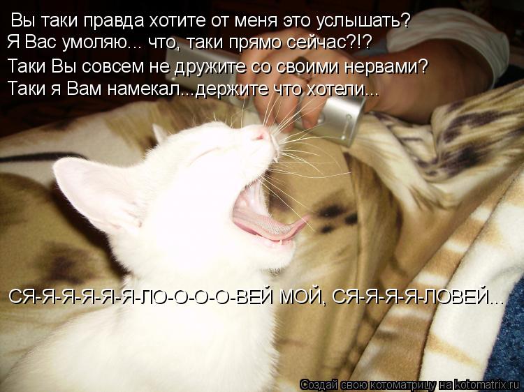 Вы таки правда хотите от меня это услышать? Я Вас умоляю... что, таки прямо сейчас?!? Таки Вы совсе... Котоматрица: Вы таки правда хотите от меня это услышать? Я Вас умоляю... что, таки прямо сейчас?!? Таки Вы совсем не дружите со своими нервами? Таки я Вам на