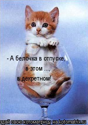 - А белочка в отпуске, в этом ..., в декретном!... Котоматрица: - А белочка в отпуске, в этом ..., в декретном!