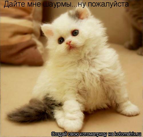 Дайте мне шаурмы...ну пожалуйста... Котоматрица: Дайте мне шаурмы...ну пожалуйста