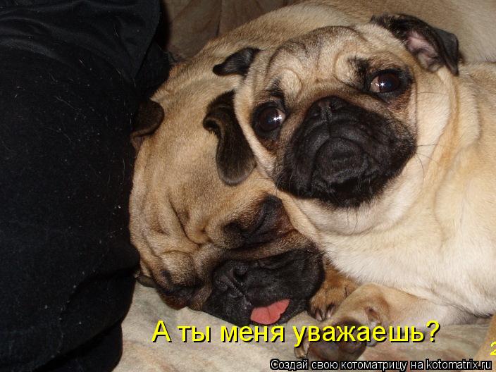 А ты меня уважаешь?... Котоматрица: А ты меня уважаешь?