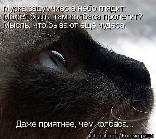 Мурка задумчиво в небо глядит: Может быть, там колбаса пролетит? Мысль, что бывают ещё чудеса, Даже ... Котоматрица: Мурка задумчиво в небо глядит: Может быть, там колбаса пролетит? Мысль, что бывают ещё чудеса, Даже приятнее, чем колбаса...