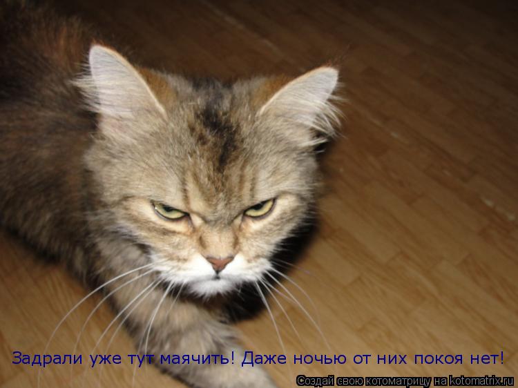 Задрали уже тут маячить! Даже ночью от них покоя нет!... Котоматрица: Задрали уже тут маячить! Даже ночью от них покоя нет!