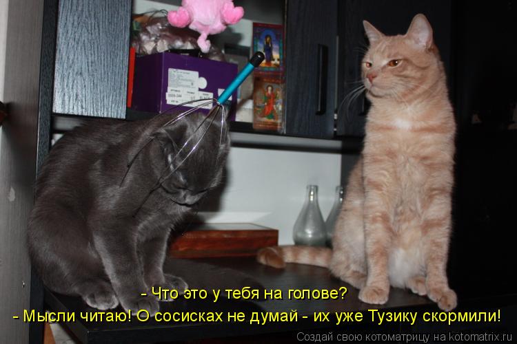 - Мысли читаю! О сосисках не думай - их уже Тузику скормили! - Что это у тебя на голове?... Котоматрица: - Мысли читаю! О сосисках не думай - их уже Тузику скормили! - Что это у тебя на голове?