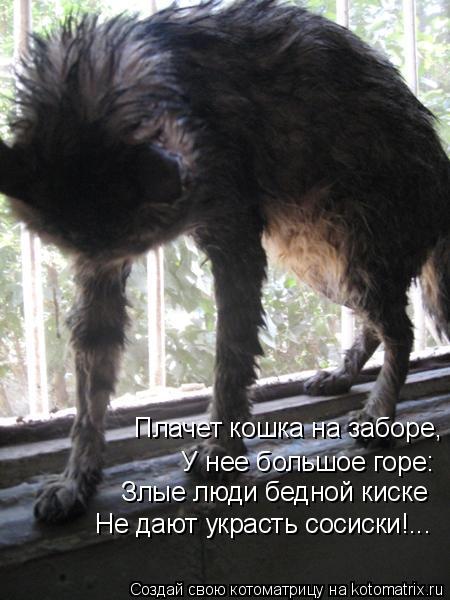 Котоматрица: Плачет кошка на заборе, У нее большое горе: Злые люди бедной киске Не дают украсть сосиски!...