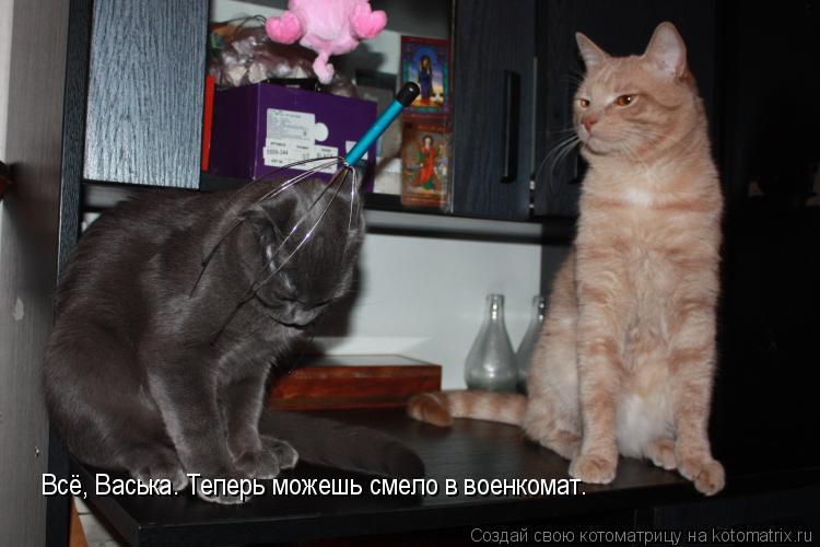 Всё, Васька. Теперь можешь смело в военкомат.... Котоматрица: Всё, Васька. Теперь можешь смело в военкомат.
