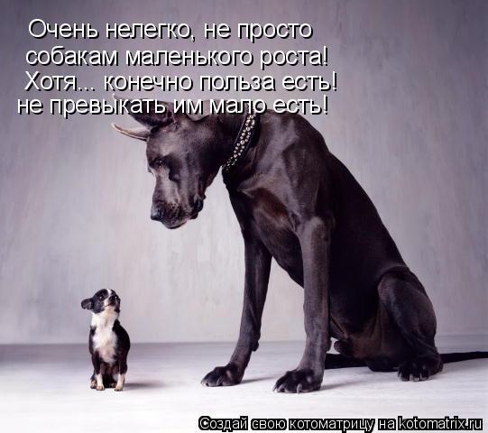 Очень нелегко, не просто собакам маленького роста! Хотя... конечно польза есть! не превыкать им мало ... Котоматрица: Очень нелегко, не просто собакам маленького роста! Хотя... конечно польза есть! не превыкать им мало есть!