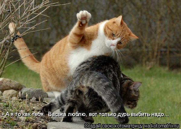- А я то как тебя, Васька люблю, вот только дурь выбить надо...... Котоматрица: - А я то как тебя, Васька люблю, вот только дурь выбить надо...