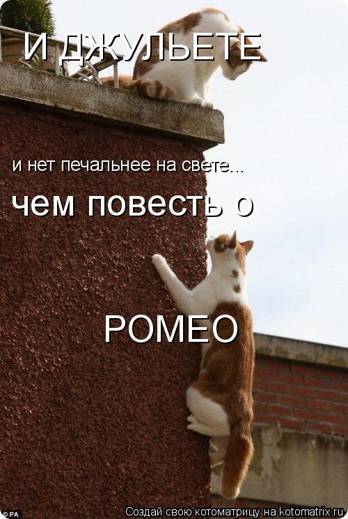 и нет печальнее на свете... чем повесть о РОМЕО И ДЖУЛЬЕТЕ... Котоматрица: и нет печальнее на свете... чем повесть о РОМЕО И ДЖУЛЬЕТЕ