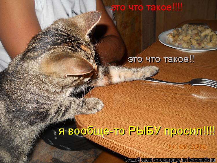 это что такое!!!! это что такое!! я вообще-то РЫБУ просил!!!!... Котоматрица: это что такое!!!! это что такое!! я вообще-то РЫБУ просил!!!!