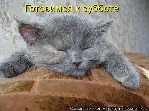 Котоматрица: Готовимся к субботе