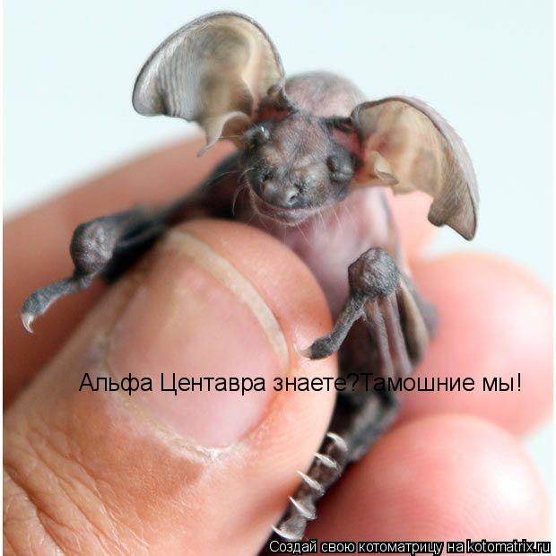 Альфа Центавра знаете?Тамошние мы!... Котоматрица: Альфа Центавра знаете?Тамошние мы!