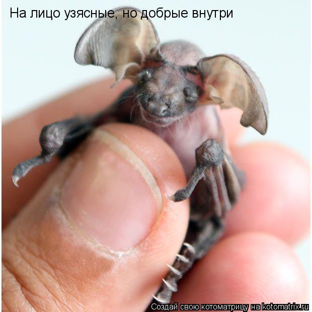 На лицо узясные, но добрые внутри... Котоматрица: На лицо узясные, но добрые внутри