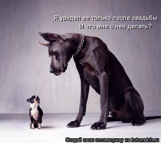 Я увидел ее только после свадьбы И что мне с ней делать?... Котоматрица: Я увидел ее только после свадьбы И что мне с ней делать?