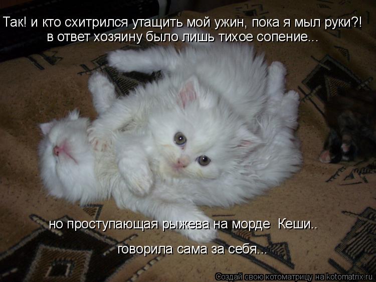 говорила сама за себя... Так! и кто схитрился утащить мой ужин, пока я мыл руки?! в ответ хозяину был... Котоматрица: говорила сама за себя... Так! и кто схитрился утащить мой ужин, пока я мыл руки?! в ответ хозяину было лишь тихое сопение... но проступающая рыж