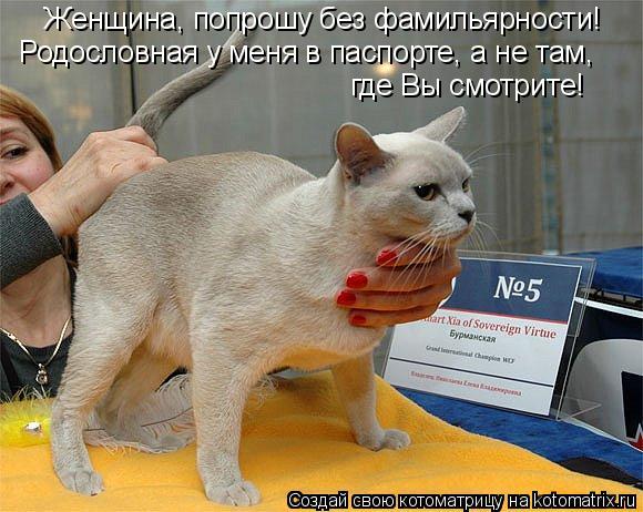 Котоматрица: Женщина, попрошу без фамильярности! Родословная у меня в паспорте, а не там, где Вы смотрите!
