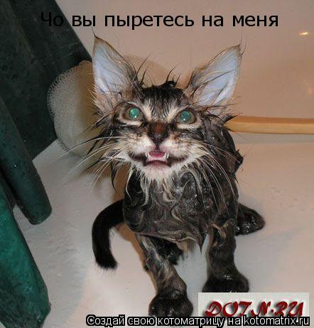 Чо вы пыретесь на меня... Котоматрица: Чо вы пыретесь на меня