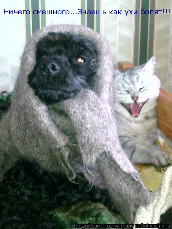 Ничего смешного...Знаешь как ухи болят!!!... Котоматрица: Ничего смешного...Знаешь как ухи болят!!!