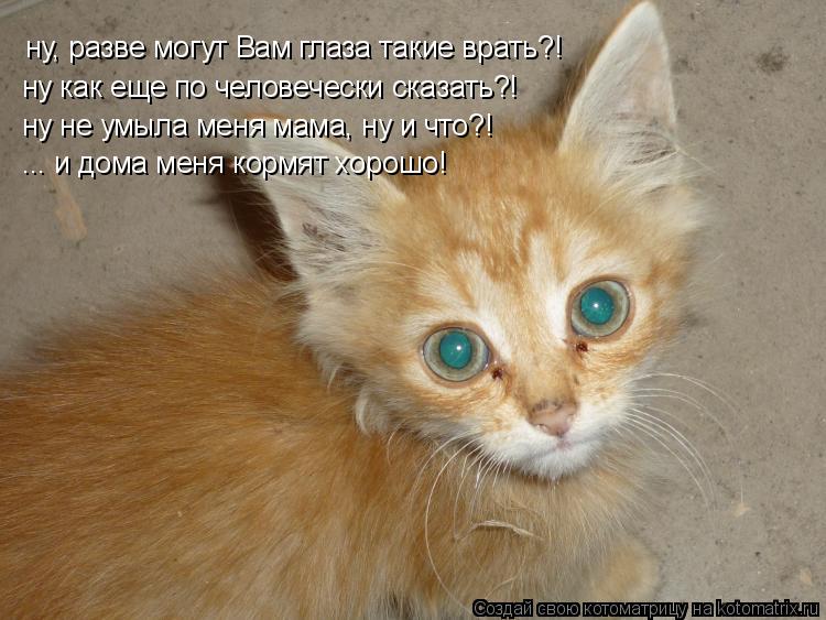 ну, разве могут Вам глаза такие врать?! ну как еще по человечески сказать?! ну не умыла меня мама, ну... Котоматрица: ну, разве могут Вам глаза такие врать?! ну как еще по человечески сказать?! ну не умыла меня мама, ну и что?! ... и дома меня кормят хорошо!