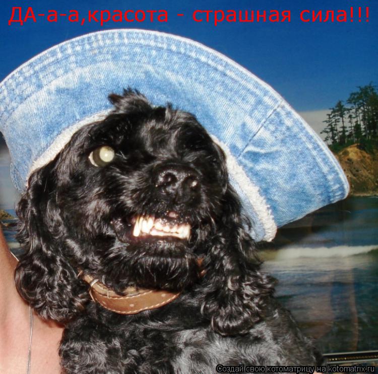 ДА-а-а,красота - страшная сила!!! ДА-а-а,красота - страшная сила!!!... Котоматрица: ДА-а-а,красота - страшная сила!!! ДА-а-а,красота - страшная сила!!!