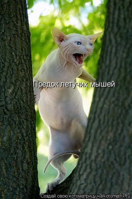 Предок летучих мышей... Котоматрица: Предок летучих мышей