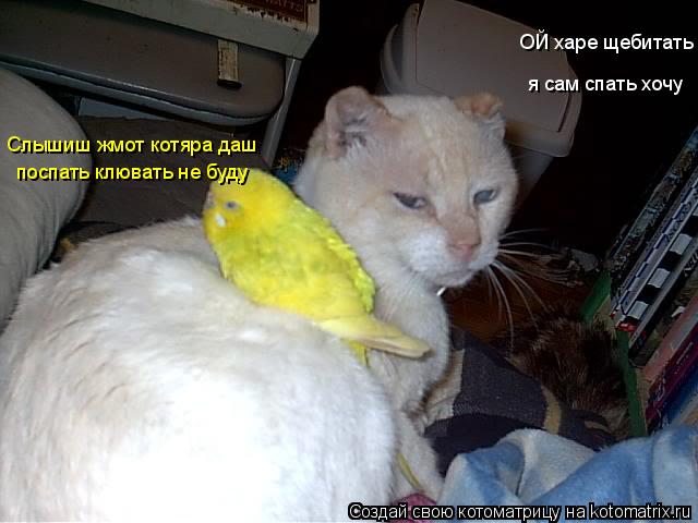Слышиш жмот котяра даш поспать клювать не буду ОЙ харе щебитать я сам спать хочу... Котоматрица: Слышиш жмот котяра даш поспать клювать не буду ОЙ харе щебитать я сам спать хочу