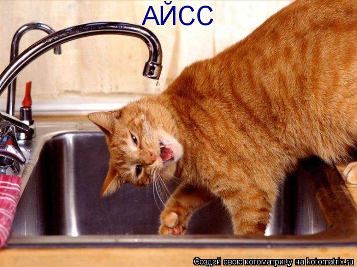 АЙСС... Котоматрица: АЙСС