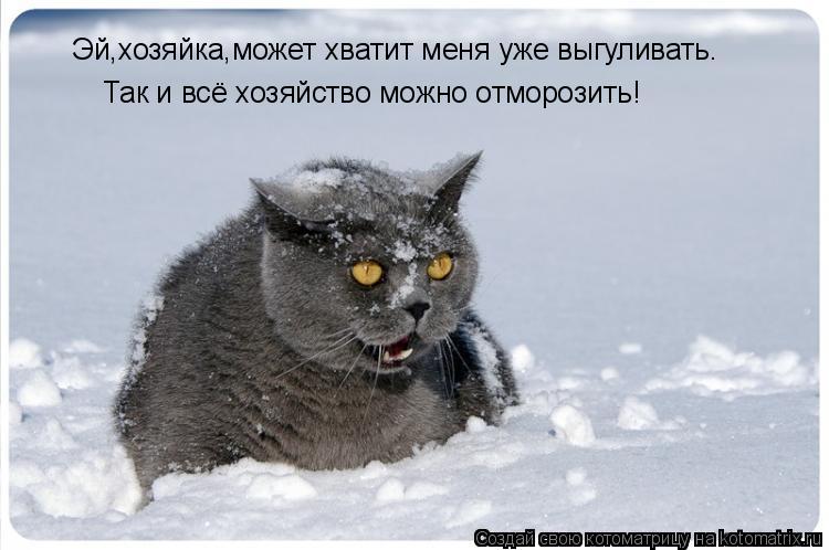 Эй,хозяйка,может хватит меня уже выгуливать. Так и всё хозяйство можно отморозить!... Котоматрица: Эй,хозяйка,может хватит меня уже выгуливать. Так и всё хозяйство можно отморозить!