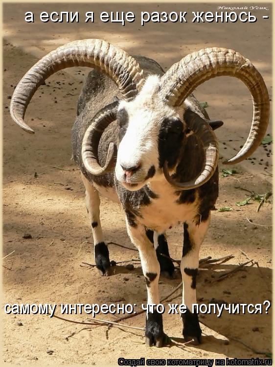 а если я еще разок женюсь - самому интересно: что же получится?... Котоматрица: а если я еще разок женюсь - самому интересно: что же получится?