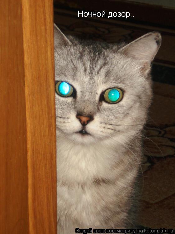Ночной дозор..... Котоматрица: Ночной дозор..