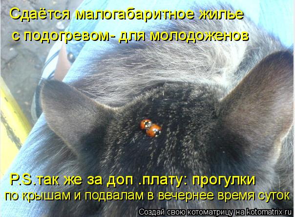 Сдаётся малогабаритное жилье с подогревом- для молодоженов P.S.так же за доп .плату: прогулки по к... Котоматрица: Сдаётся малогабаритное жилье с подогревом- для молодоженов P.S.так же за доп .плату: прогулки по крышам и подвалам в вечернее время суток