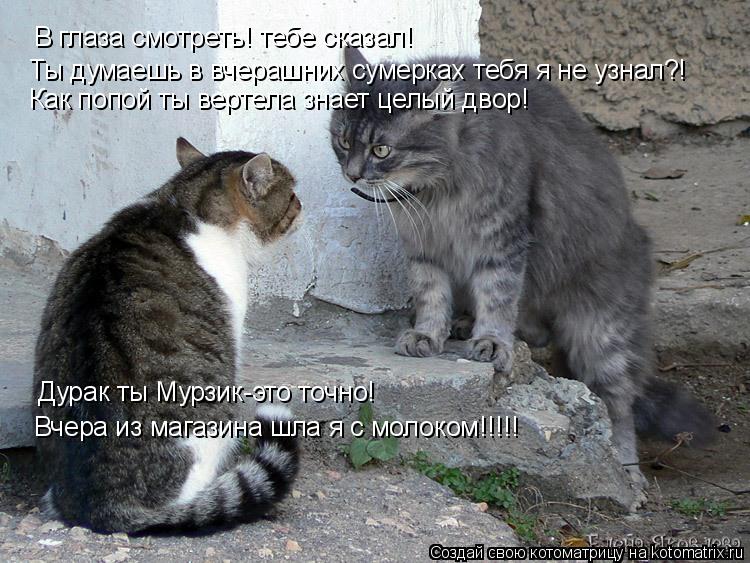 В глаза смотреть! тебе сказал! Ты думаешь в вчерашних сумерках тебя я не узнал?! Как попой ты вертела... Котоматрица: В глаза смотреть! тебе сказал! Ты думаешь в вчерашних сумерках тебя я не узнал?! Как попой ты вертела знает целый двор! Дурак ты Мурзик-это то