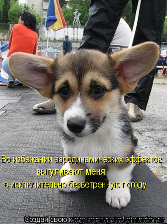 Во избежании аэродинамических эффектов выгуливают меня в исключительно безветренную погоду... Котоматрица: Во избежании аэродинамических эффектов выгуливают меня в исключительно безветренную погоду