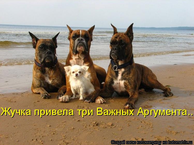 Котоматрица: Жучка привела три Важных Аргумента...