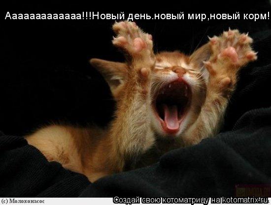 Котоматрица: Ааааааааааааа!!!Новый день.новый мир,новый корм!?