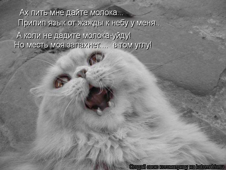 Ах пить мне дайте молока... Прилип язык от жажды к небу у меня.. А коли не дадите молока-уйду! Но мес... Котоматрица: Ах пить мне дайте молока... Прилип язык от жажды к небу у меня.. А коли не дадите молока-уйду! Но месть моя запахнет.... в том углу!