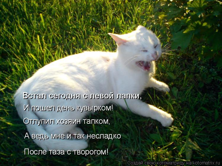 Котоматрица: После таза с творогом! А ведь мне и так несладко Отлупил хозяин тапком, И пошел день кувырком! Встал сегодня с левой лапки,