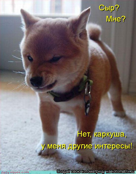 Котоматрица: Сыр? Мне? Нет, каркуша, у меня другие интересы!