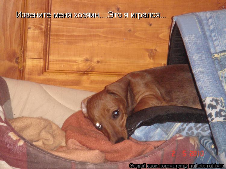 Котоматрица: Извените меня хозяин....Это я игрался...
